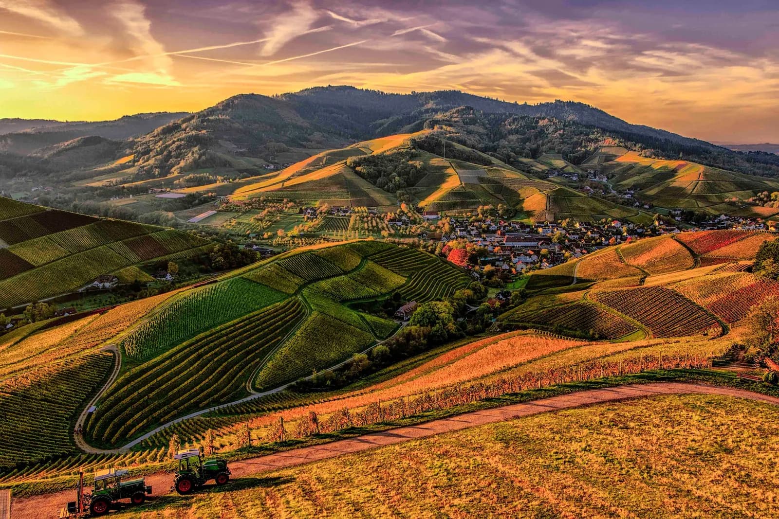 Rows of vines over rolling hills at golden hour